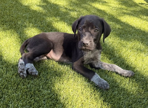 Maple, an adoptable German Shorthaired Pointer in Greenville, SC