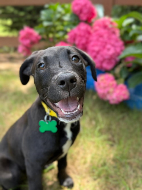 Sunshine, an adoptable Labrador Retriever in Greenville, SC