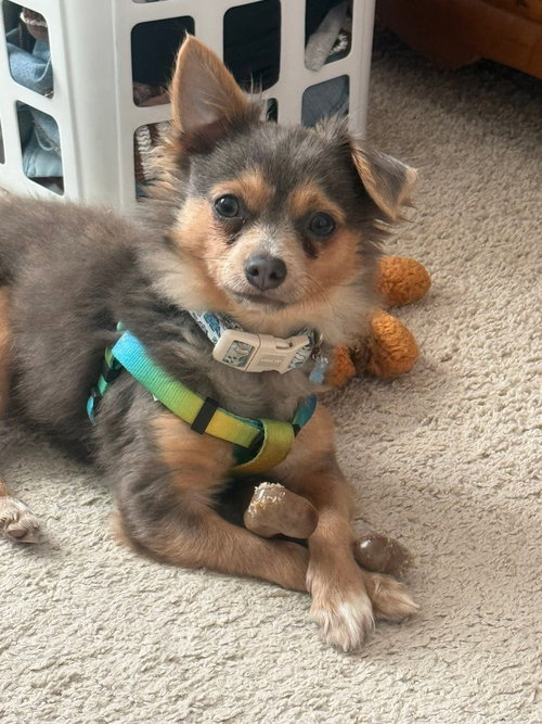Crouton