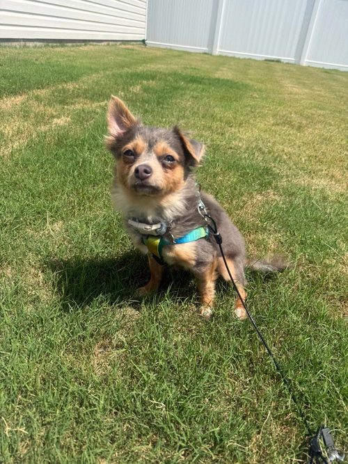Crouton photo 2