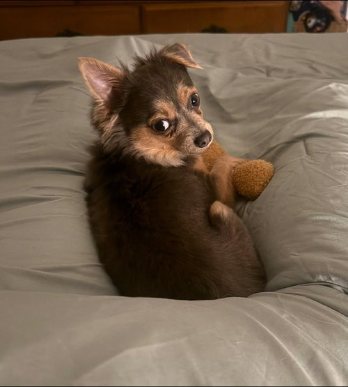 Crouton photo 3