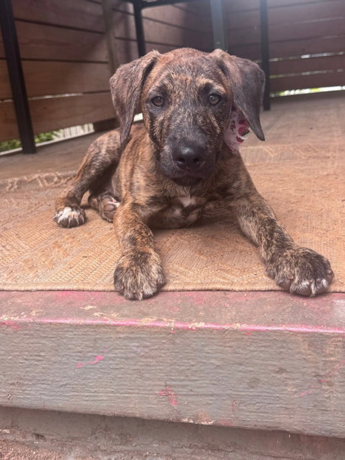 Bindi