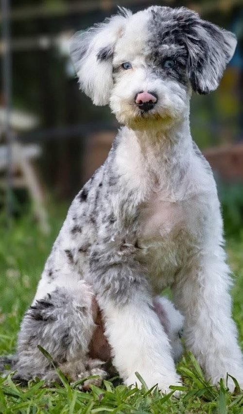Muppet, an adoptable Poodle in Greenville, SC