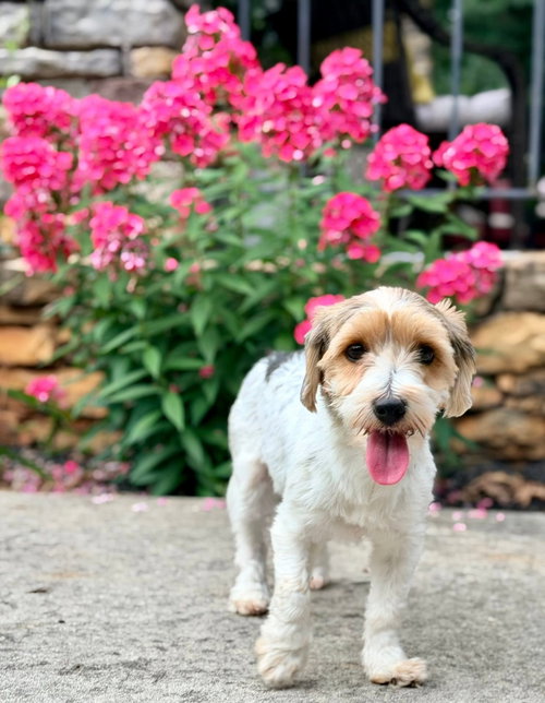 Petal, an adoptable Yorkshire Terrier Yorkie in Greenville, SC