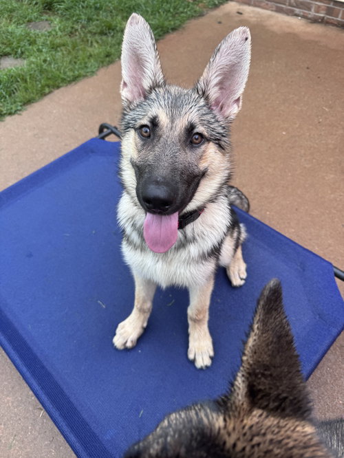 Eggo, an adoptable German Shepherd Dog in Greenville, SC