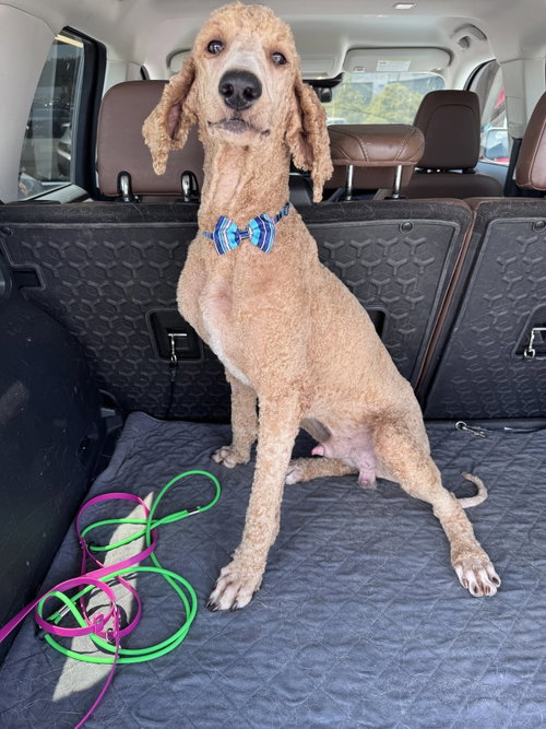 Captain Crunch, an adoptable Poodle in Greenville, SC