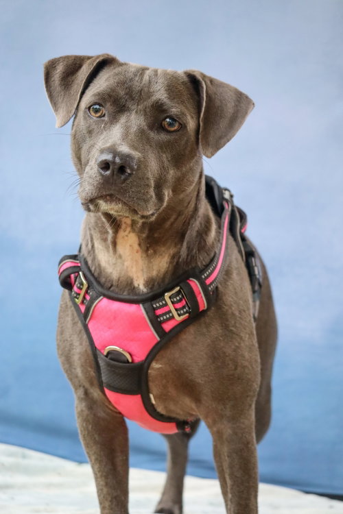 picture of the dog needing adoption