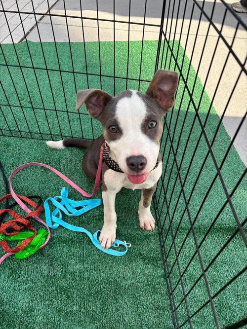 picture of the dog needing adoption