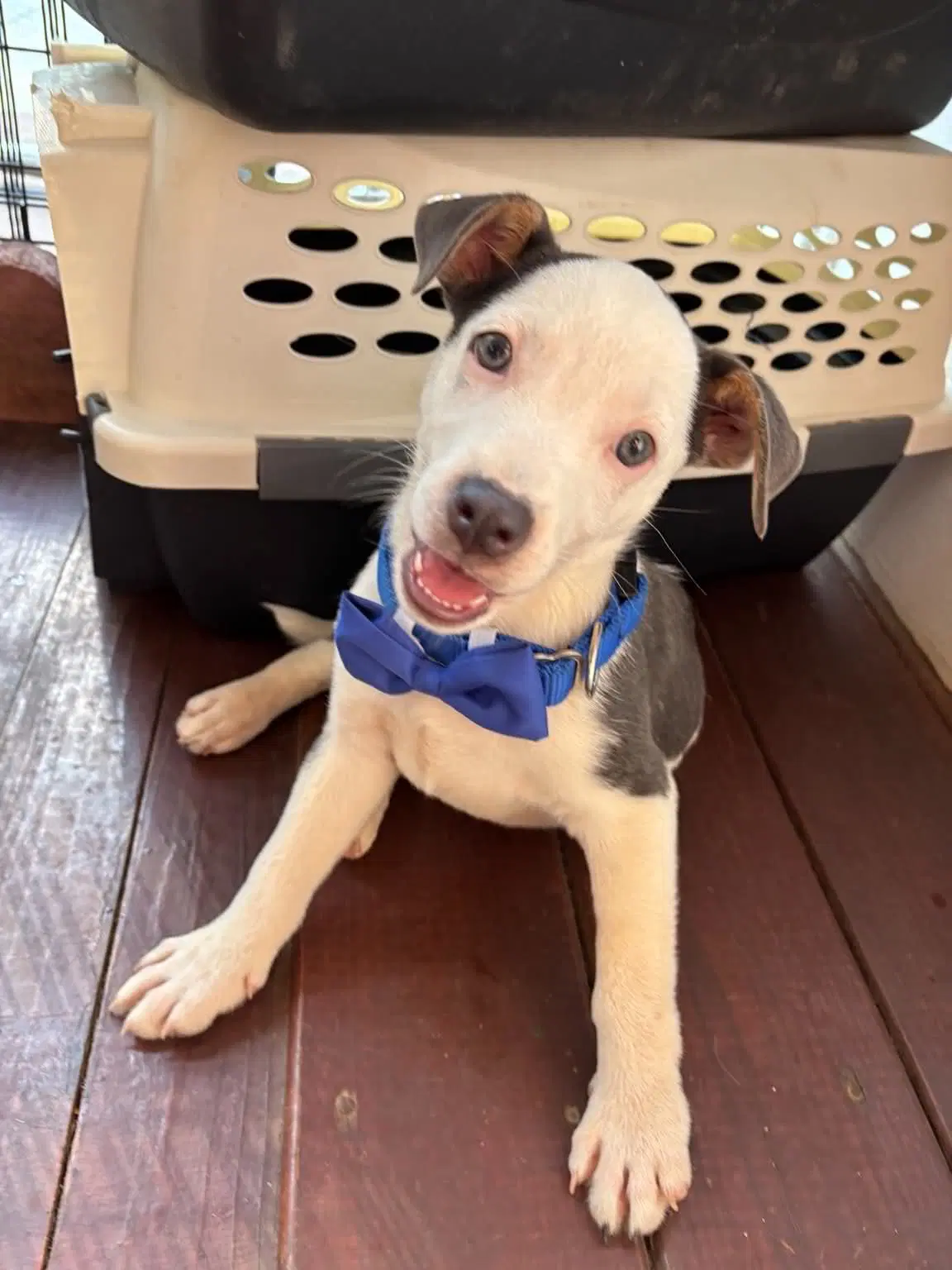 Peyton - Terrier
