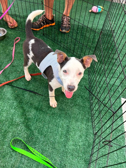 picture of the dog needing adoption