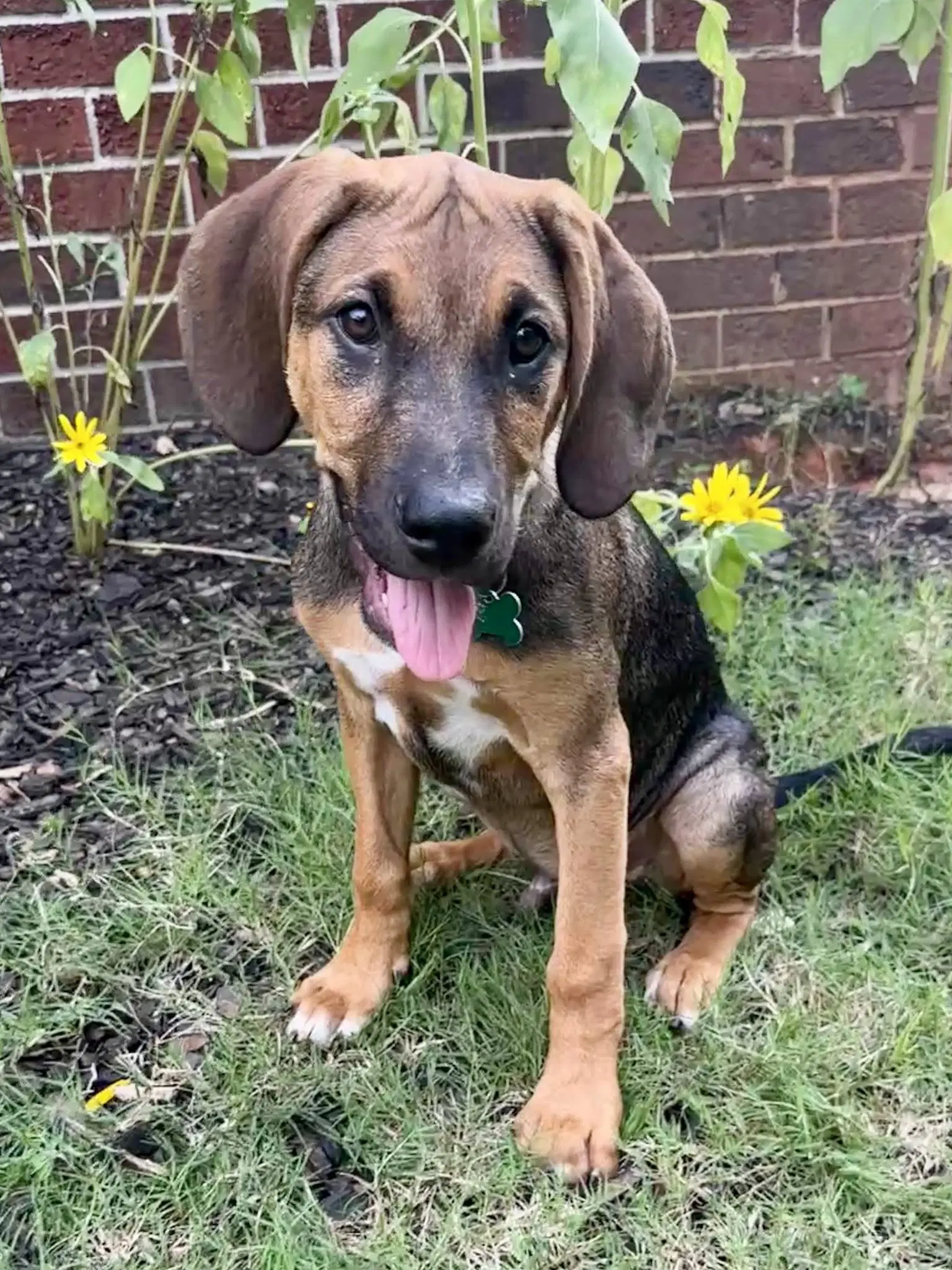 Timmy - Hound