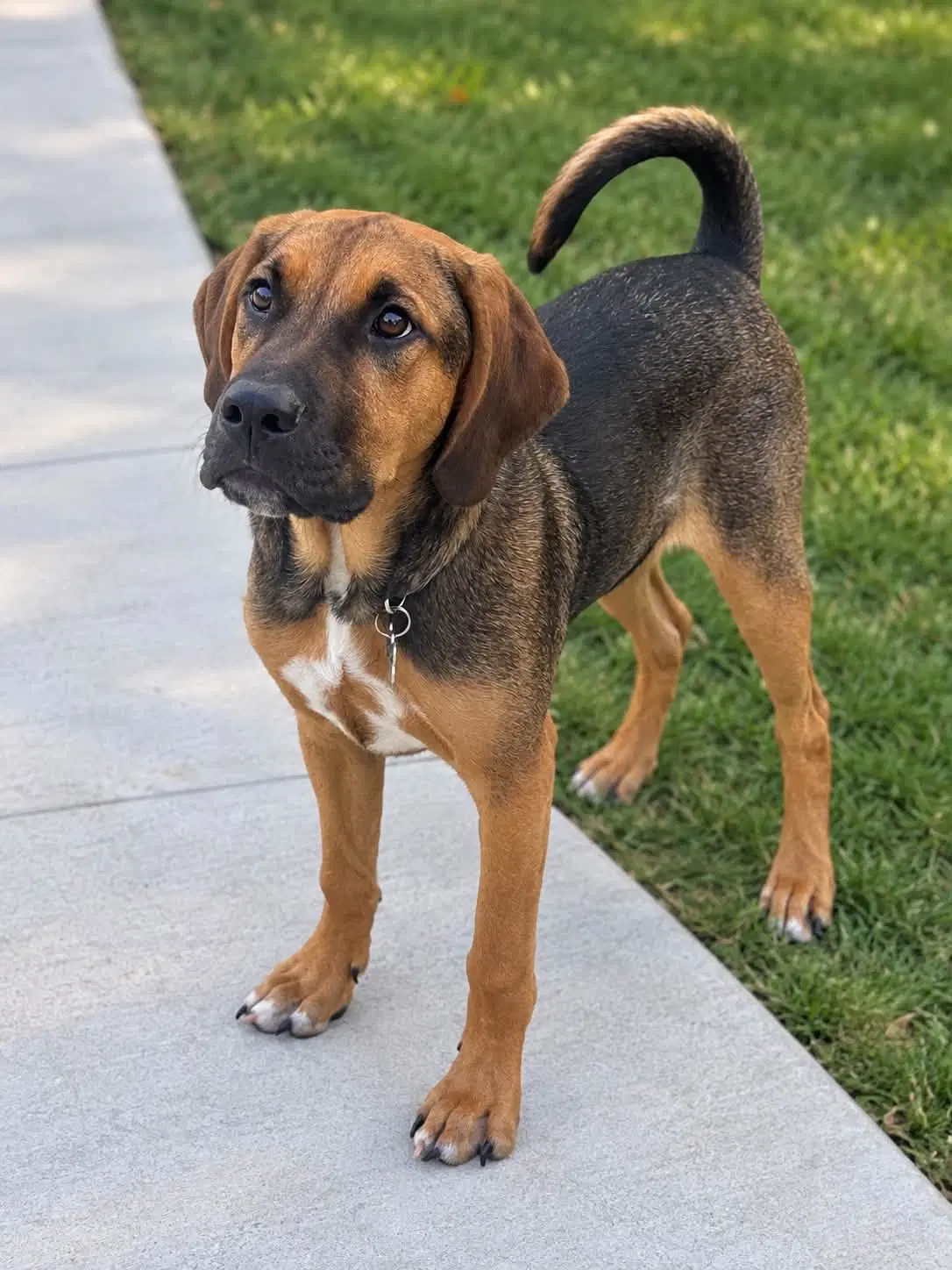 Timmy - Hound