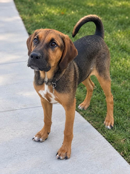 Timmy, a dog for adoption from Lucky Pup Rescue SC