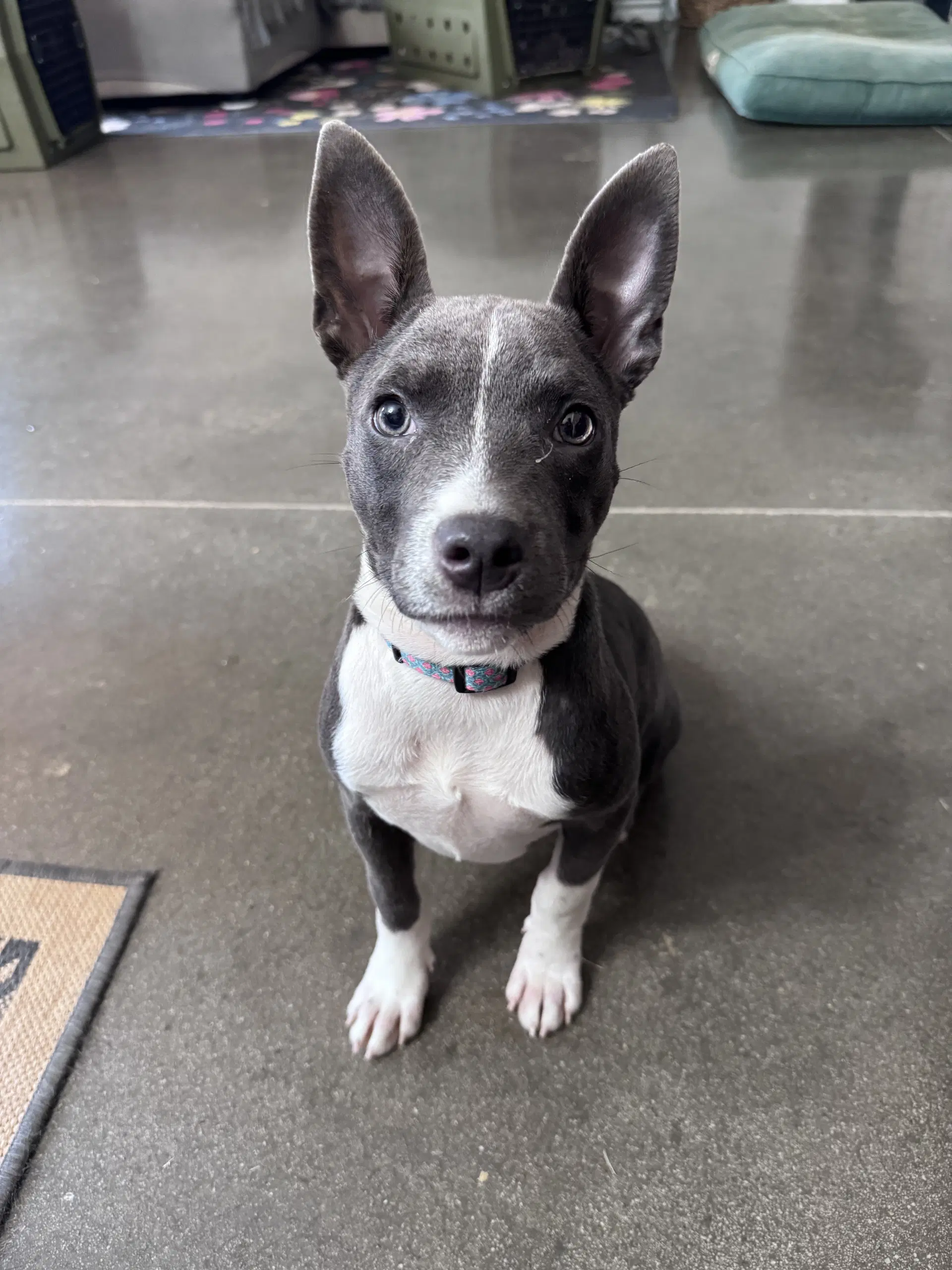 Stoney - Terrier