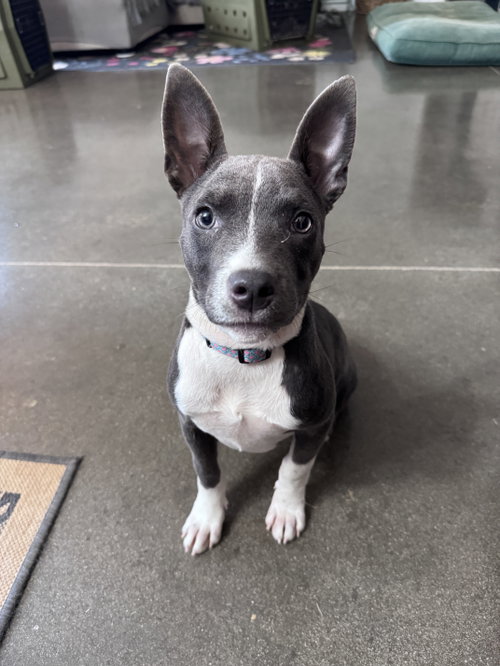 picture of the dog needing adoption