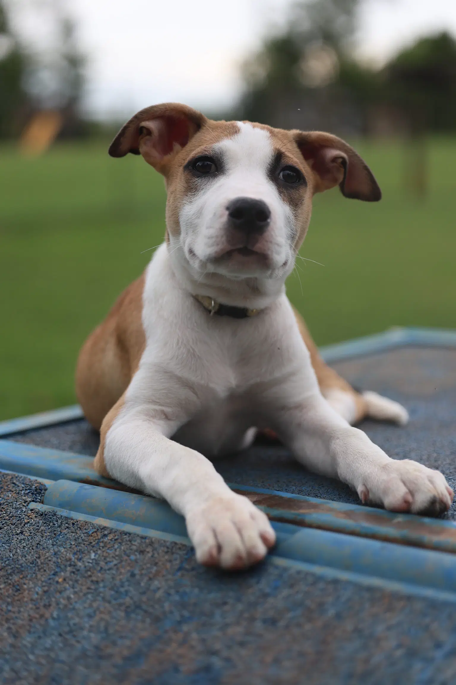 Babka - Terrier
