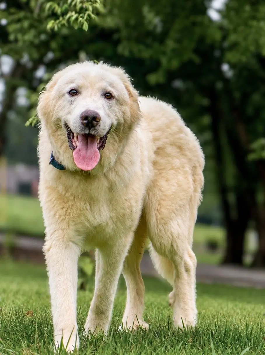 Hugo - Great Pyrenees