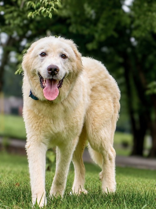 picture of the dog needing adoption