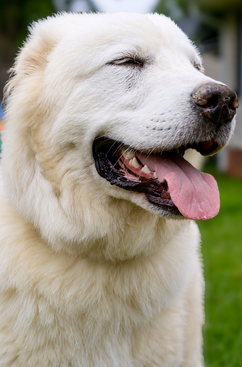 Photo 4 of Hugo
