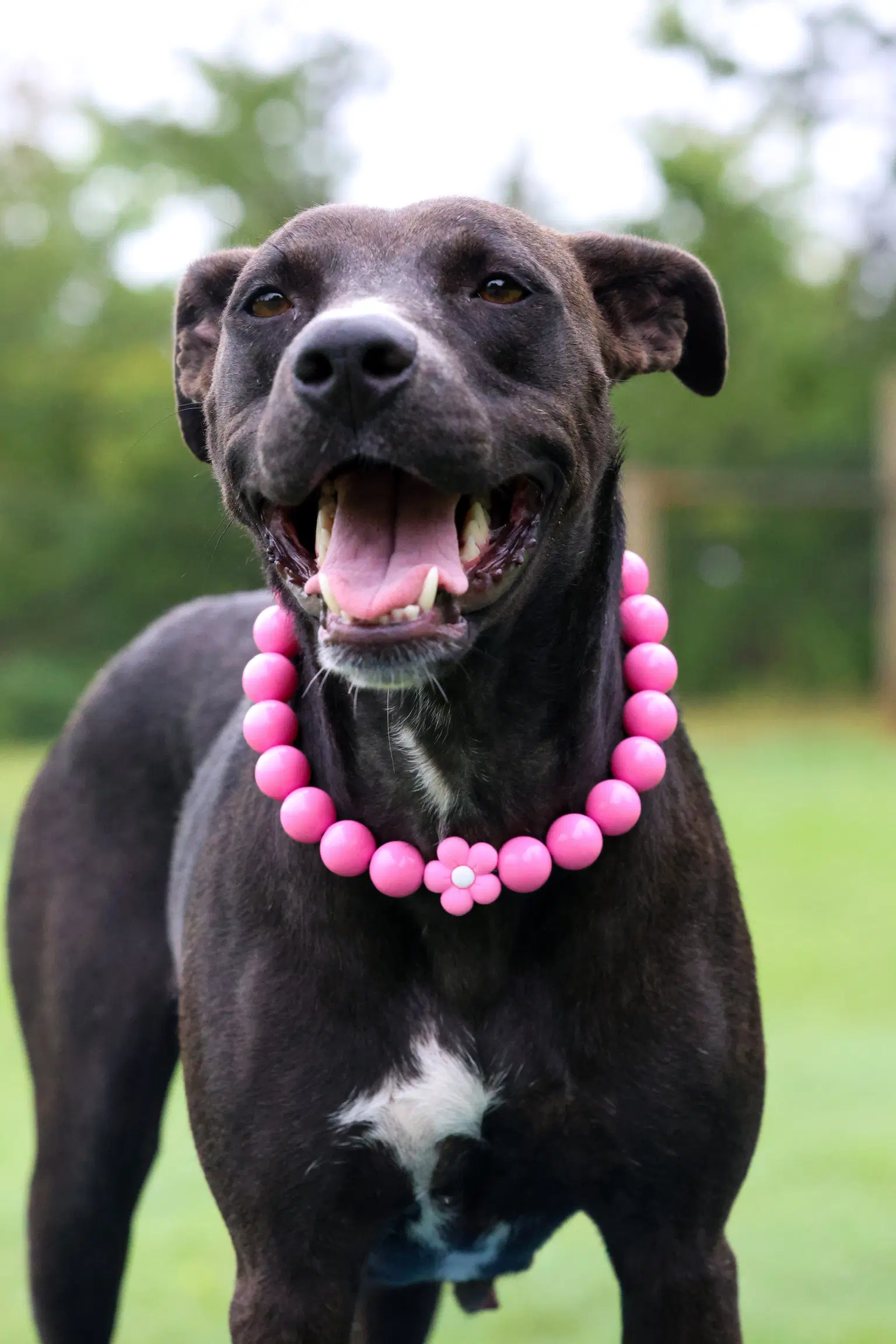 Valerie - Terrier