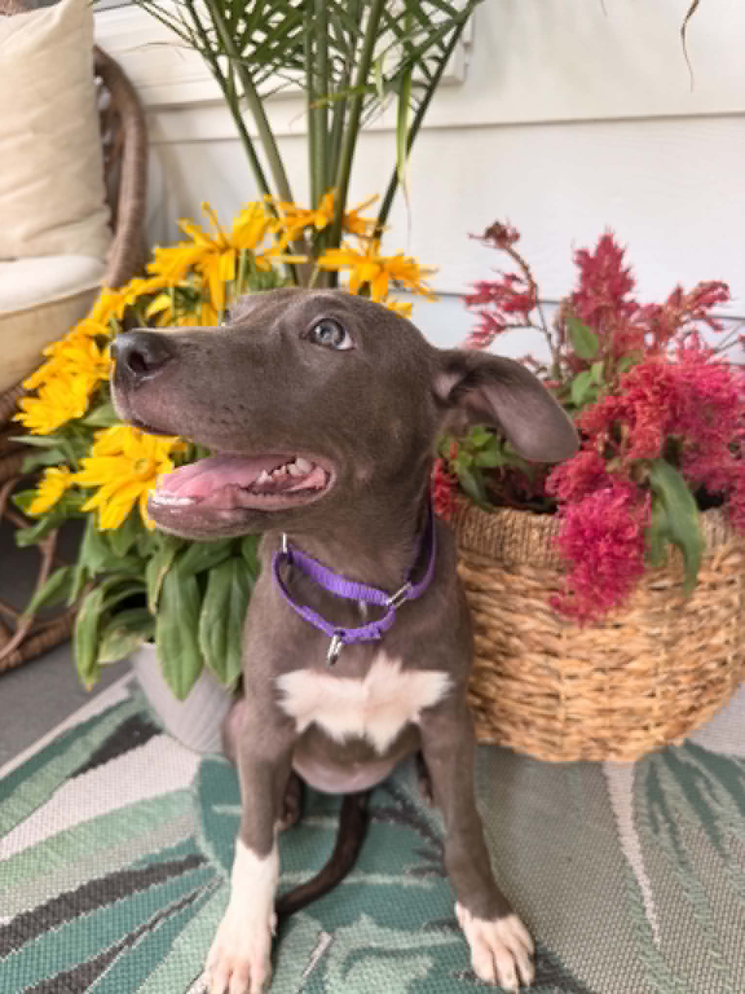 Minnie image 4