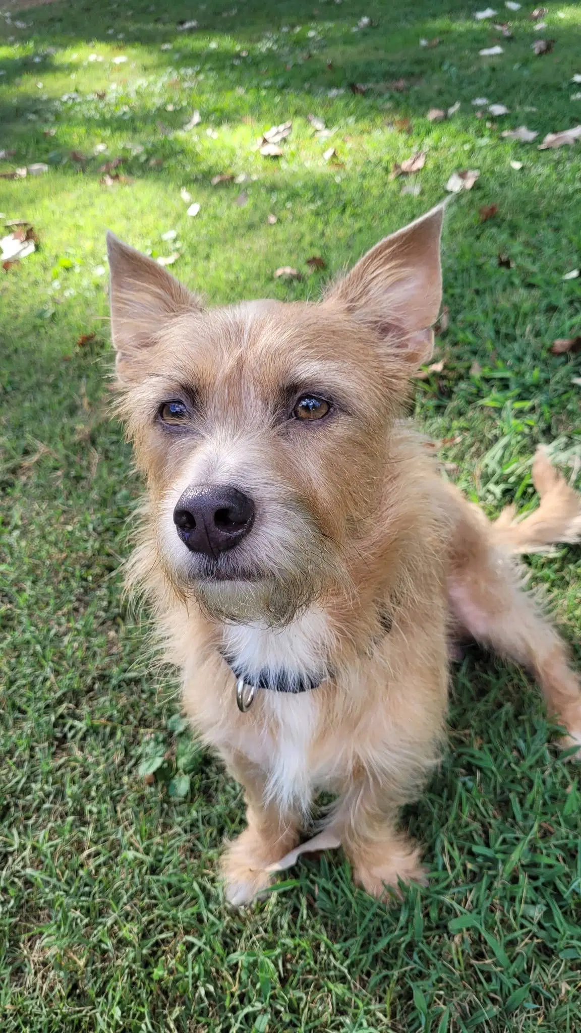 Harry - Terrier