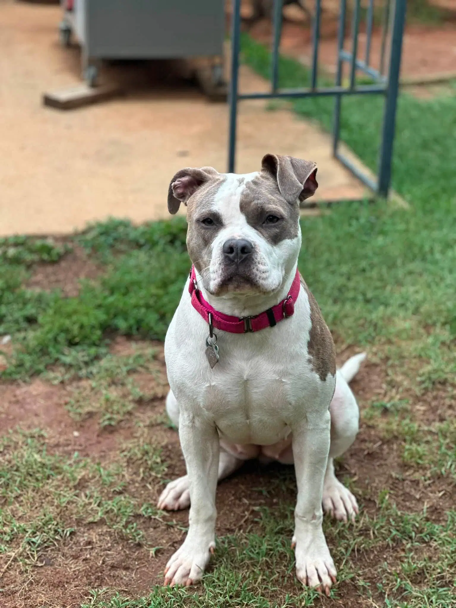 Rumi - American Bulldog