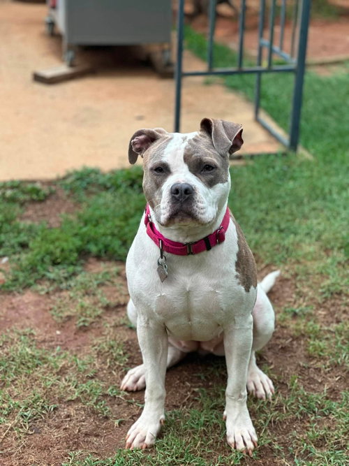 Rumi, a dog for adoption from Lucky Pup Rescue SC