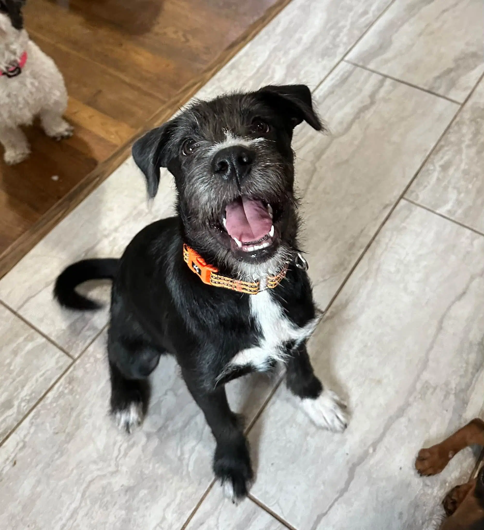 Bojack - Terrier