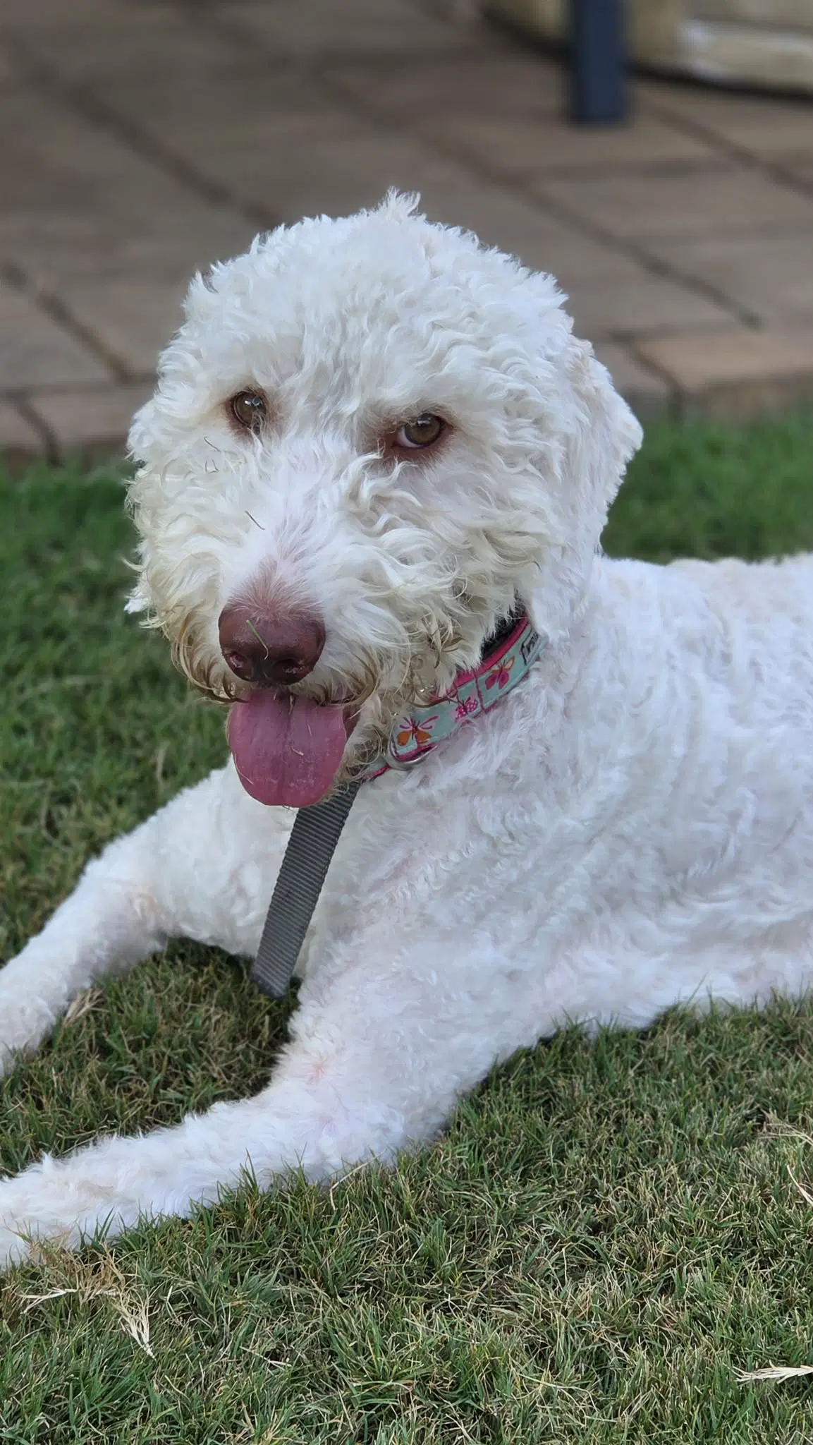 Lena - Poodle (unknown type)