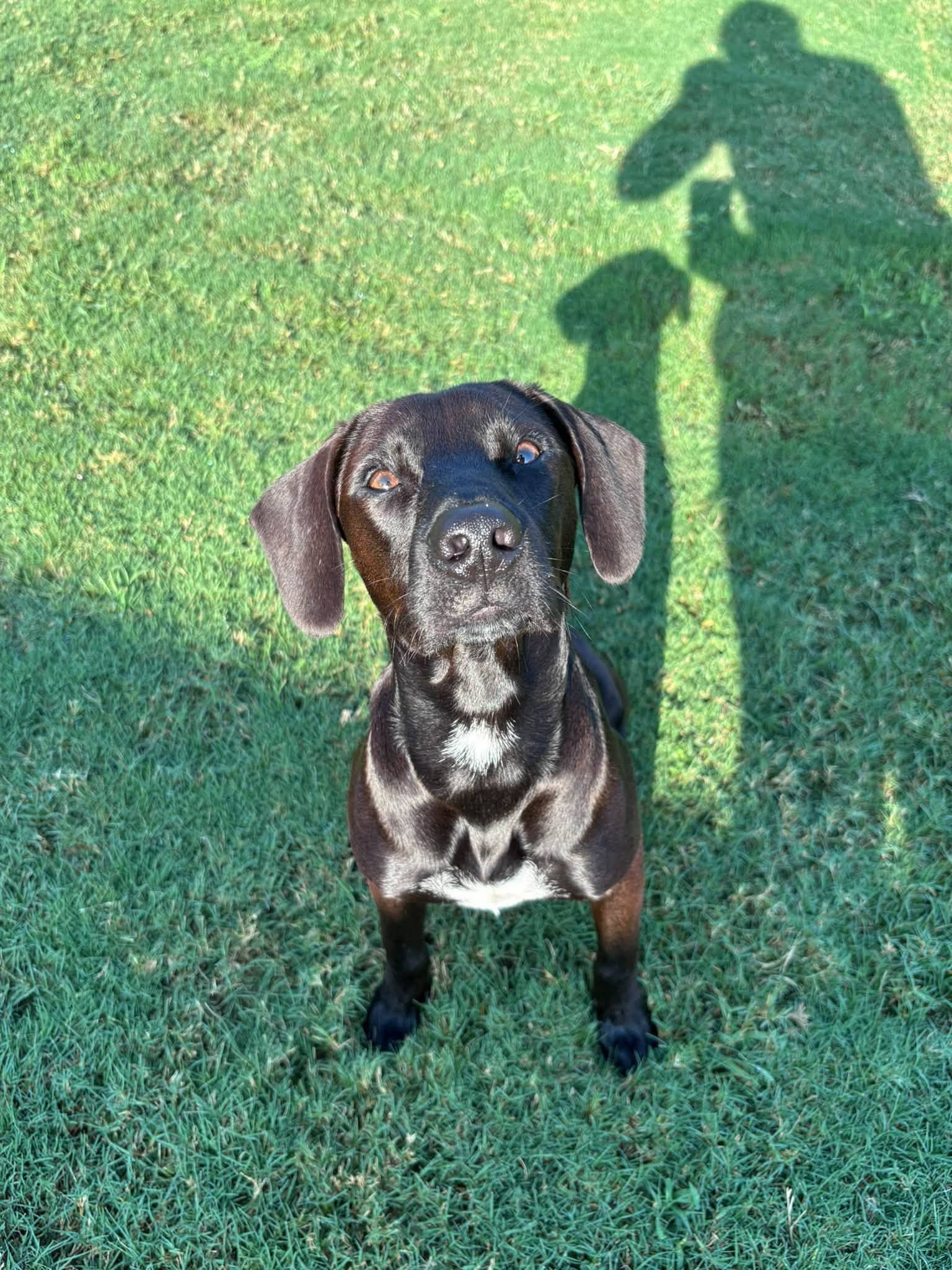 Nero - Terrier