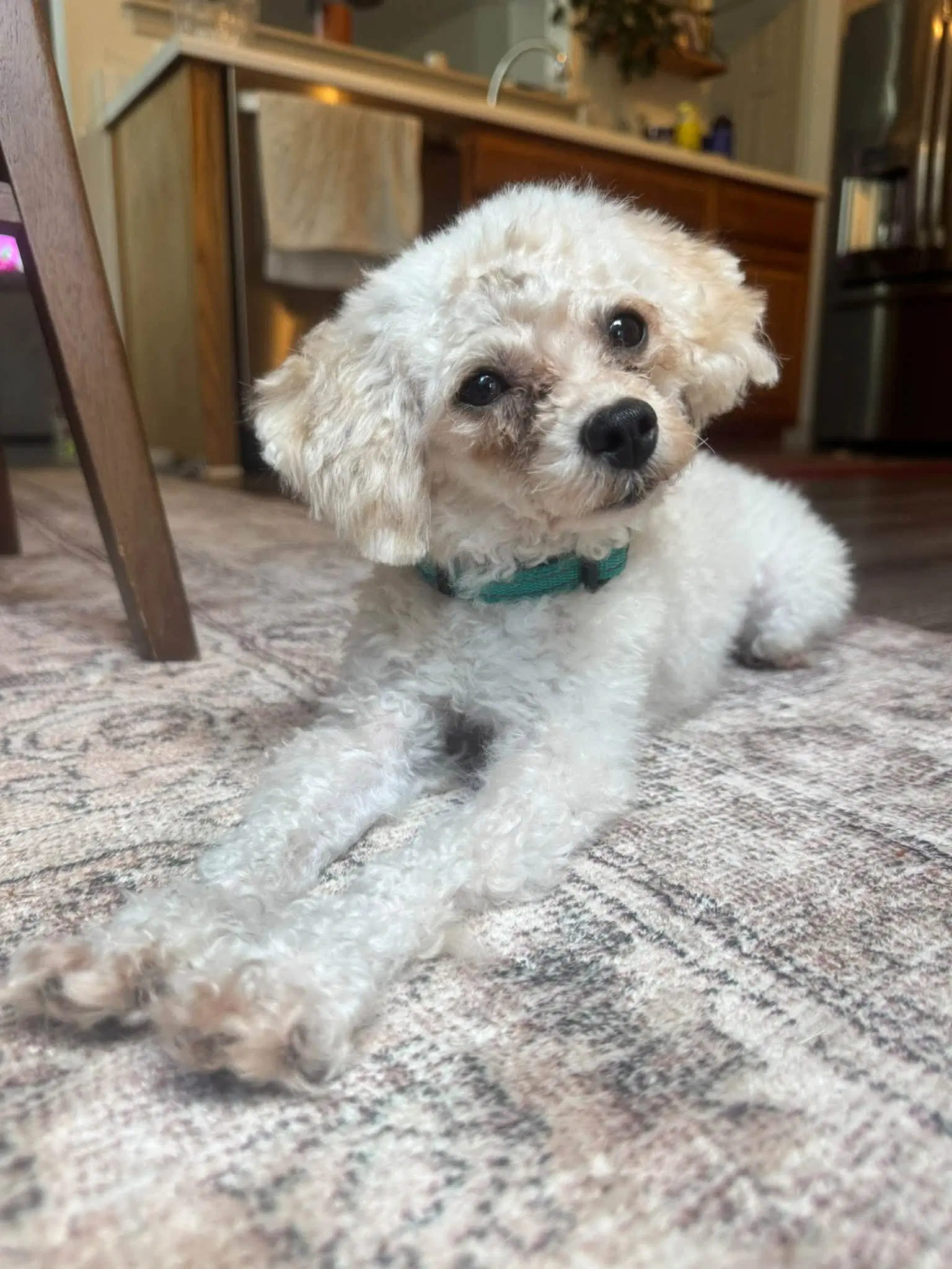 Moonpie - Poodle (Toy)