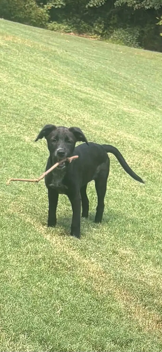 Lulu image 2