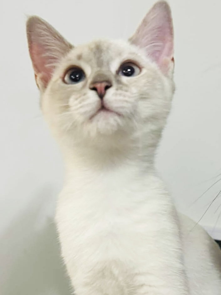 Cotton Ball
