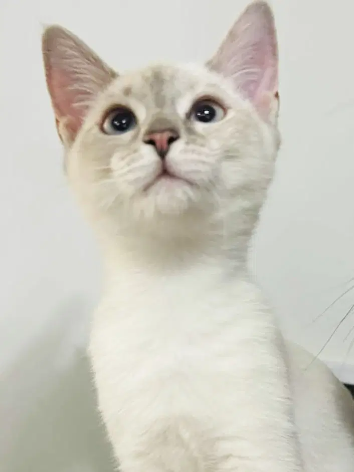 Cotton Ball - American Shorthair