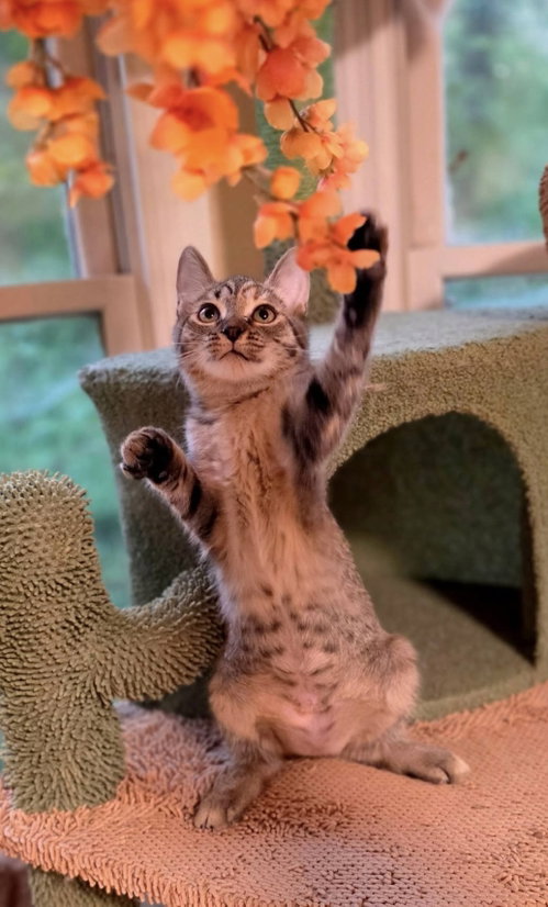 Triscuit, a cat for adoption from Lucky Pup Rescue SC