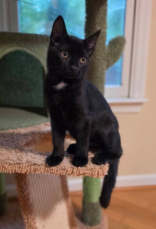 Pretzel, a cat for adoption from Lucky Pup Rescue SC