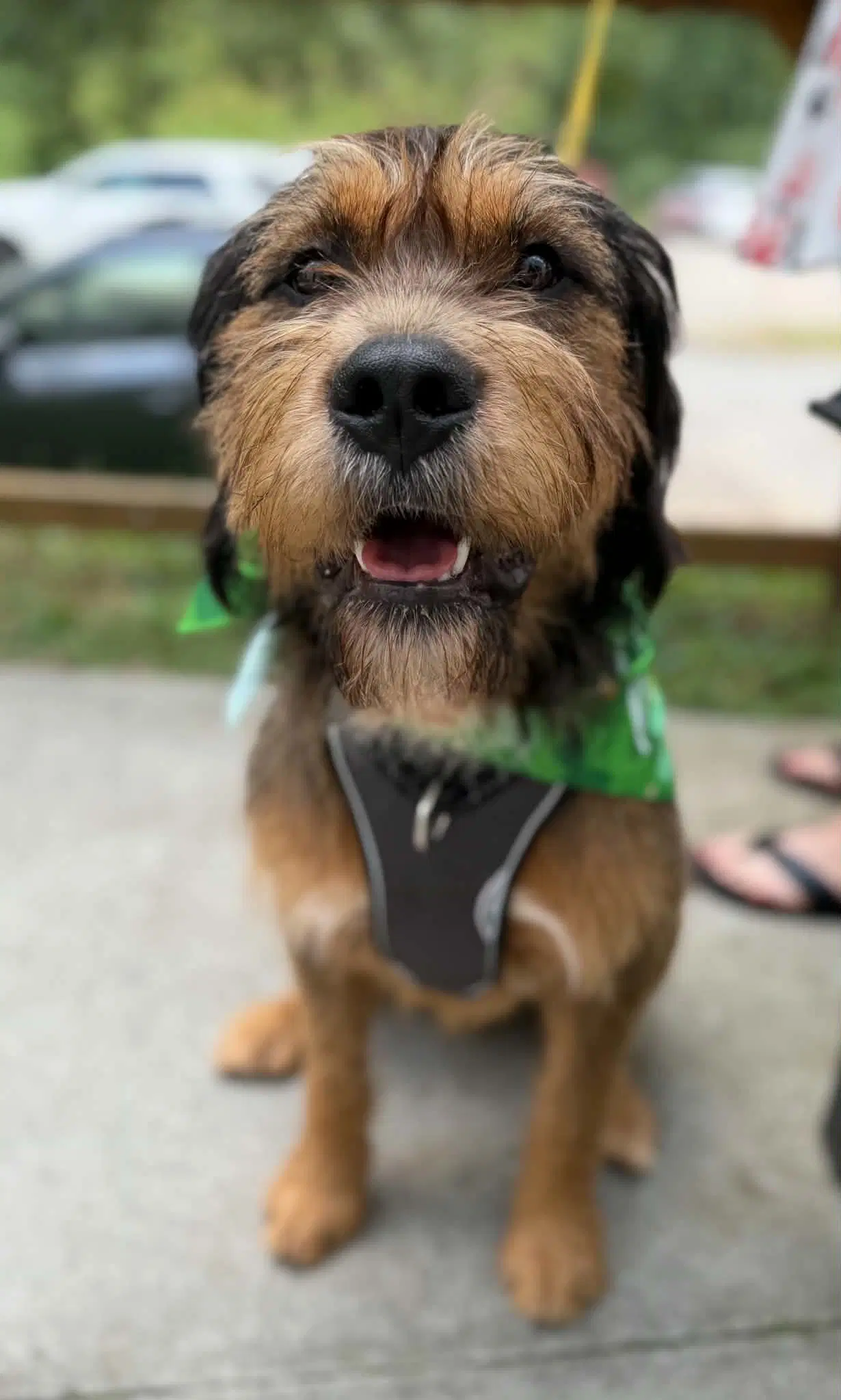 Walter - Terrier