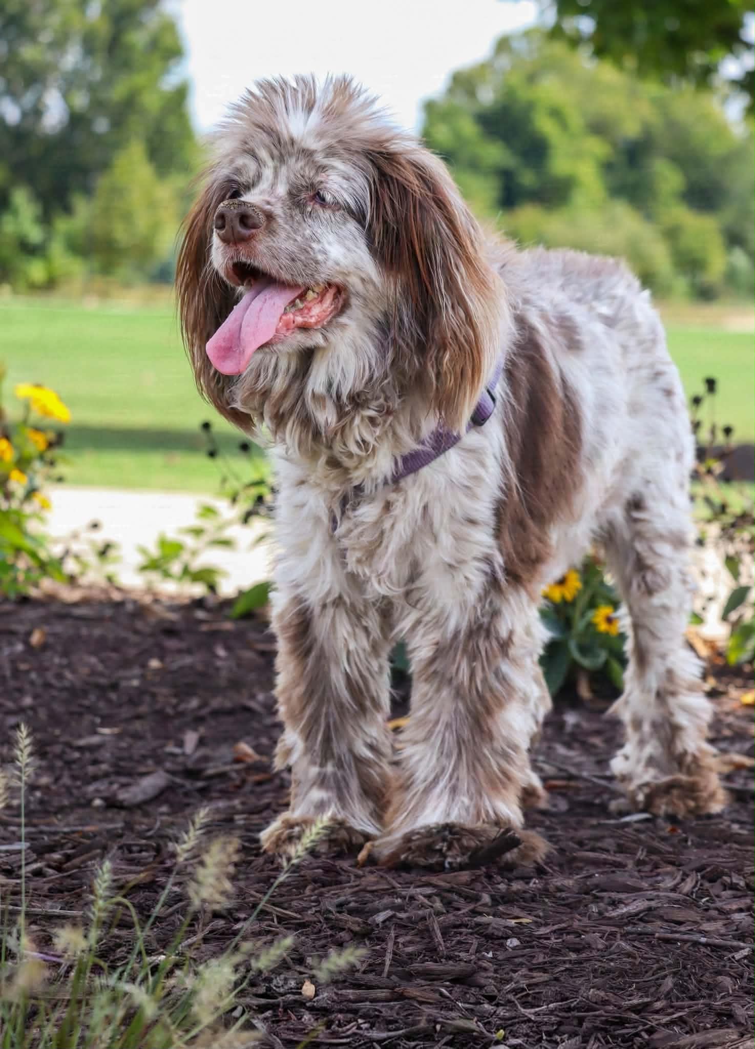 Rosemary - Cocker Spaniel