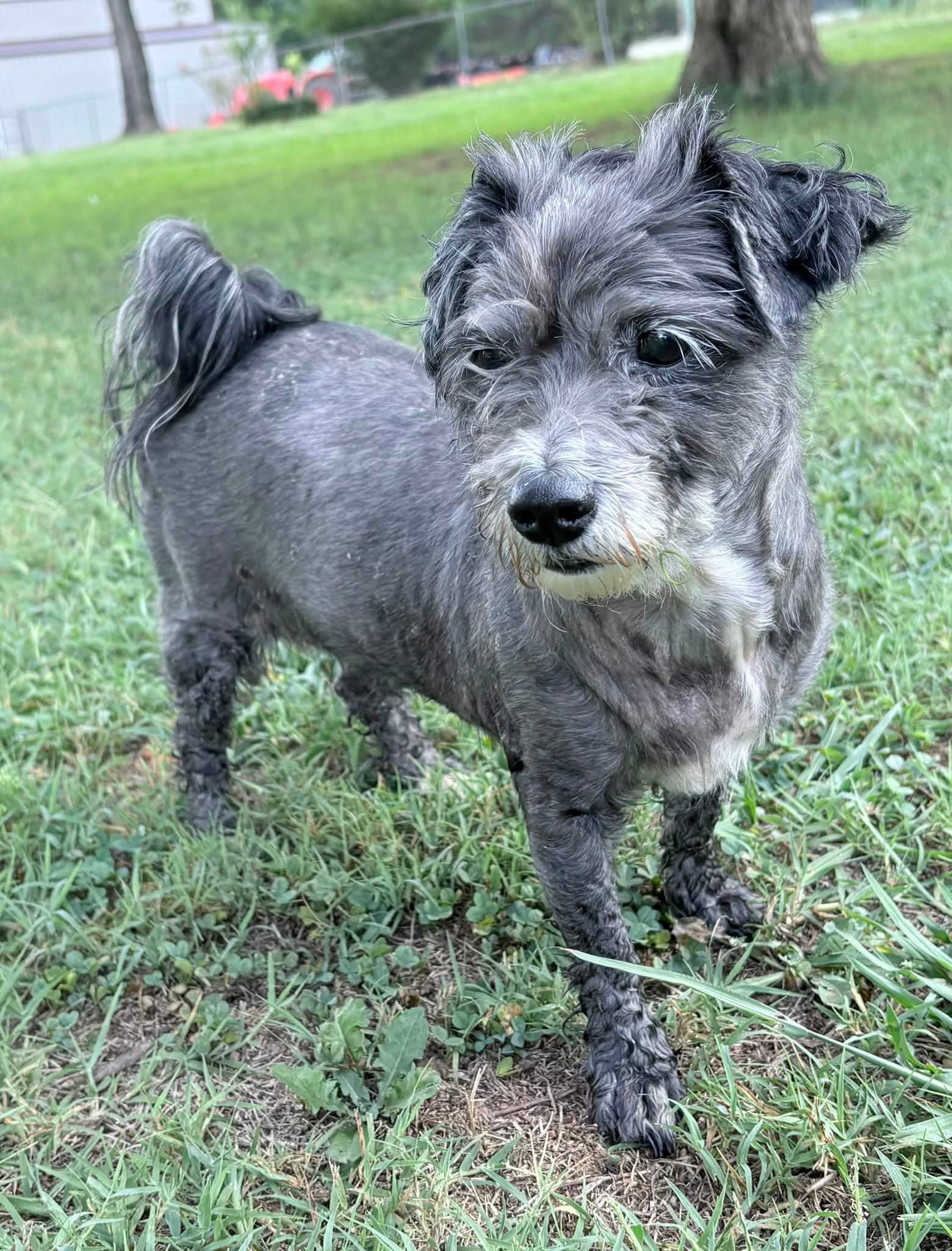 Maude, Mixed Breed