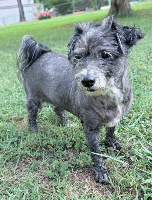 Maude, a dog for adoption from Lucky Pup Rescue SC