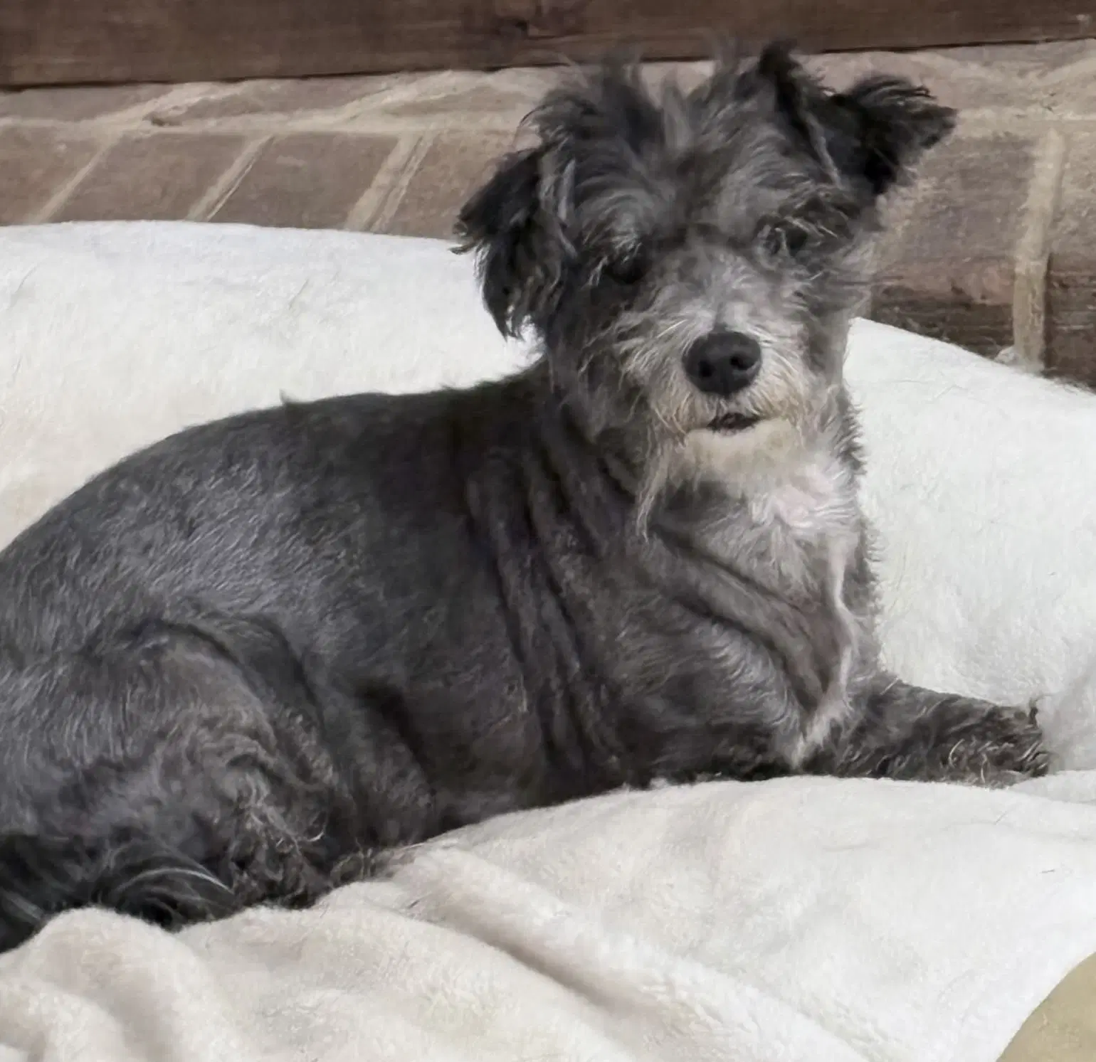 Maude image 2