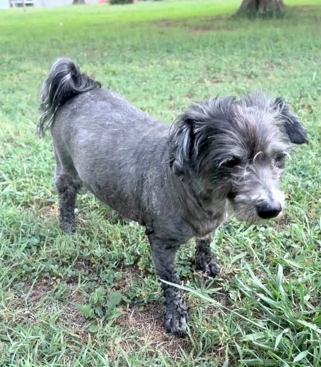 Maude image 3