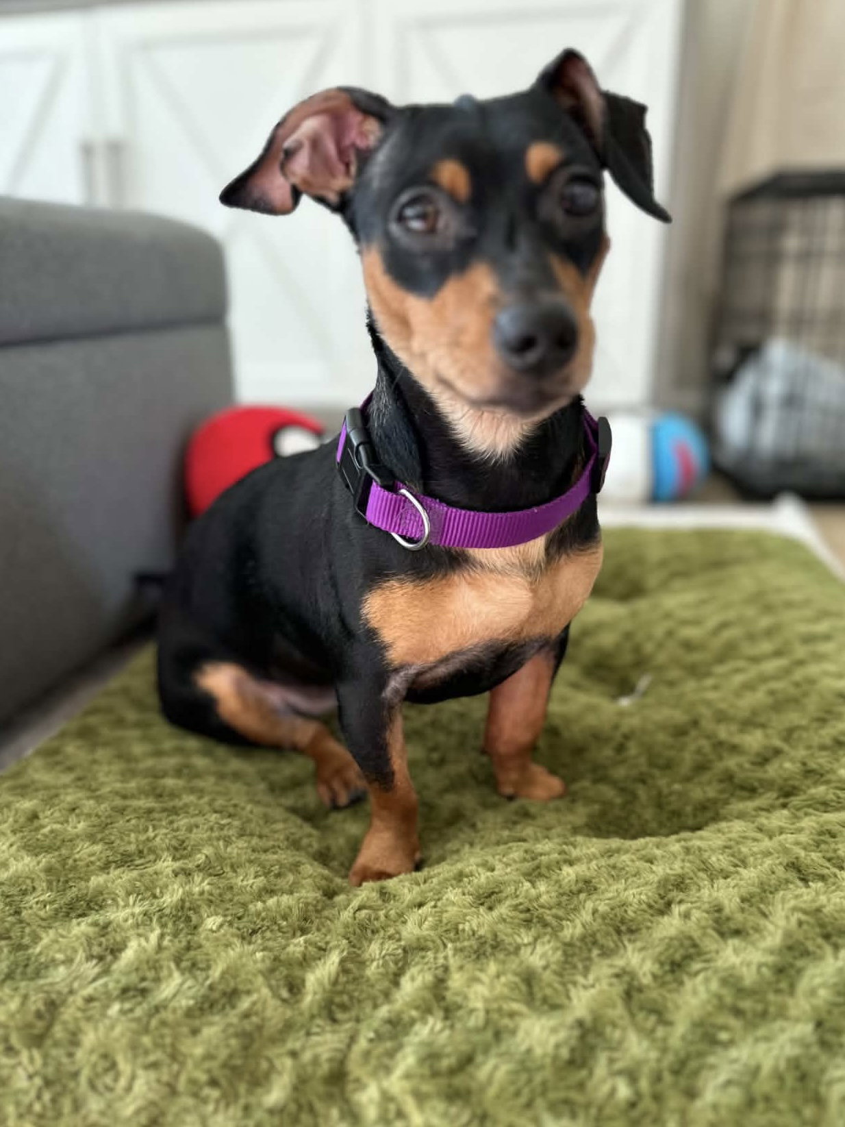 Mulan, Dachshund