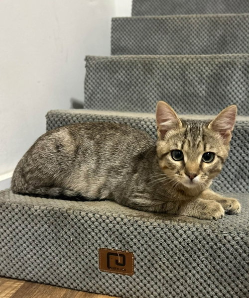 Traffic Cone, a cat for adoption from Lucky Pup Rescue SC