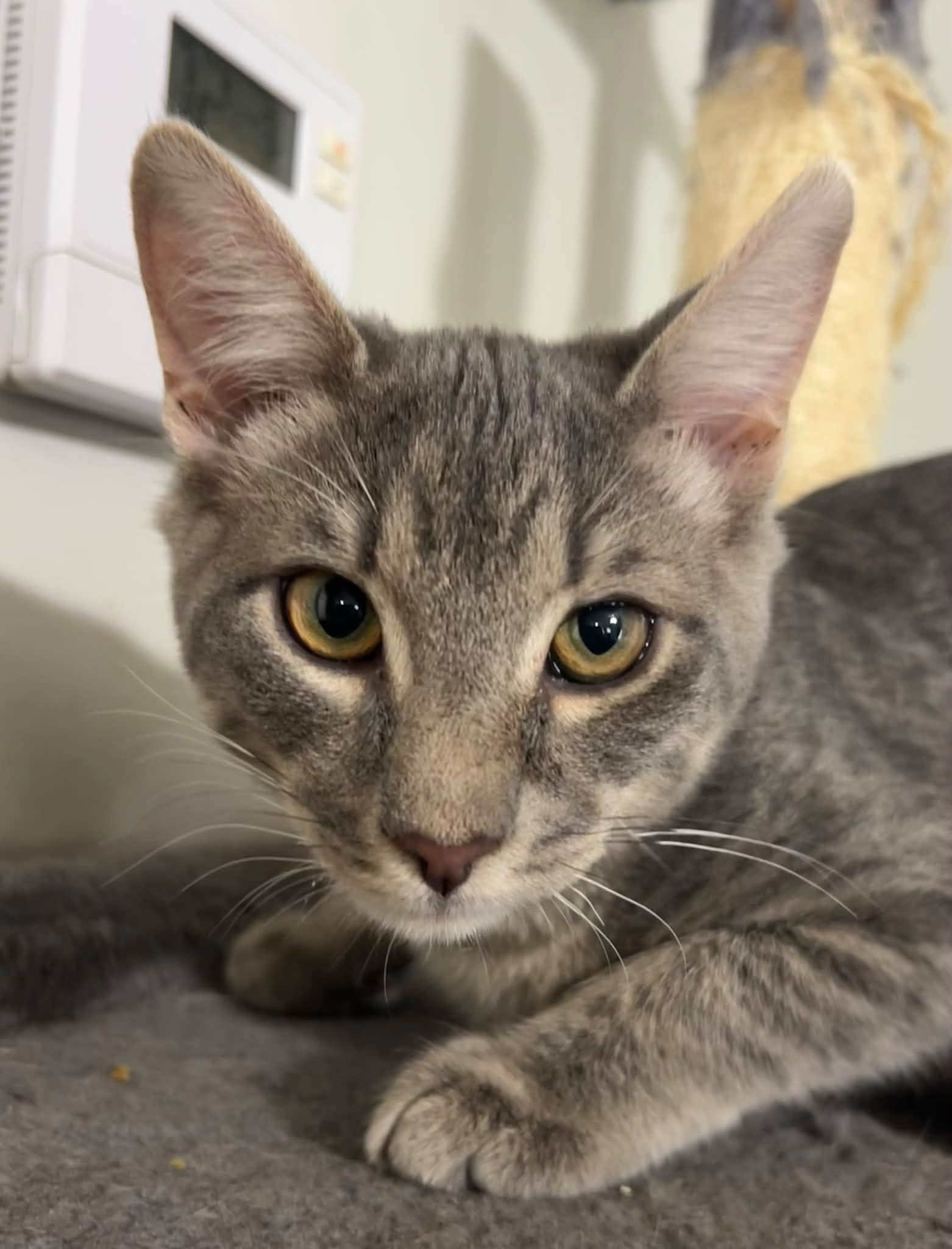 Duct Tape, American Shorthair