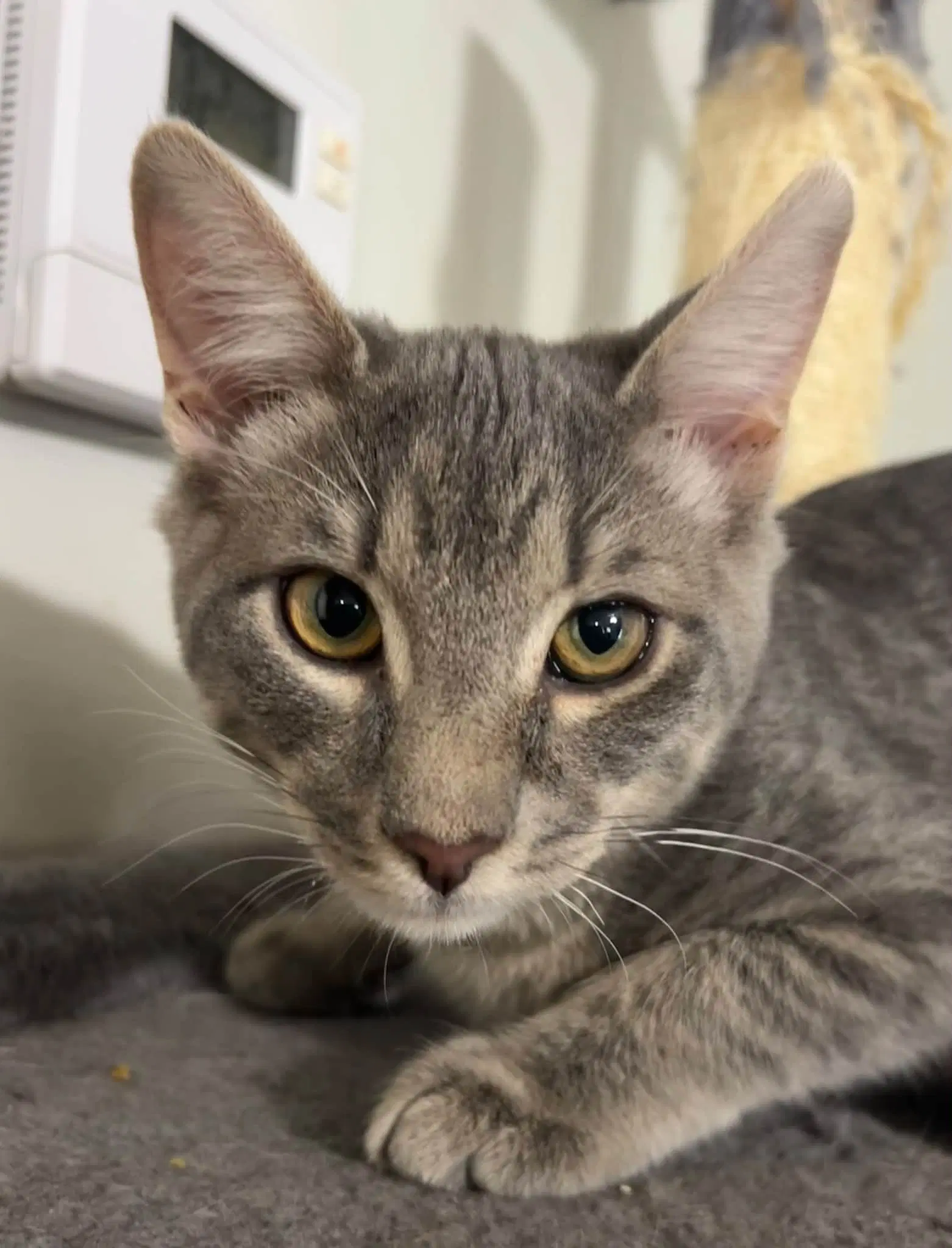 Duct Tape - American Shorthair