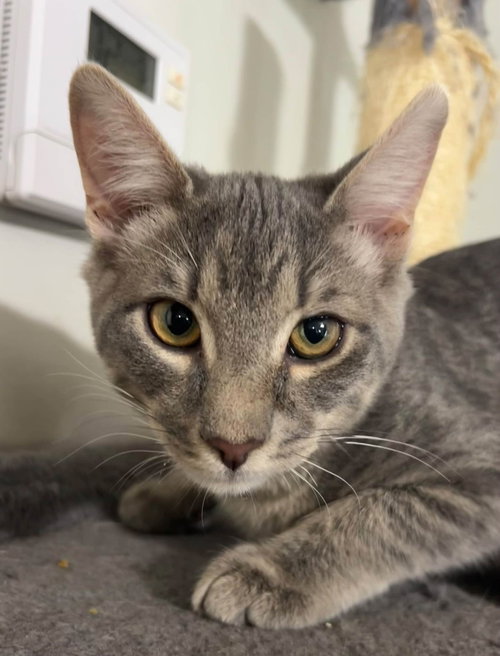 Duct Tape, a cat for adoption from Lucky Pup Rescue SC