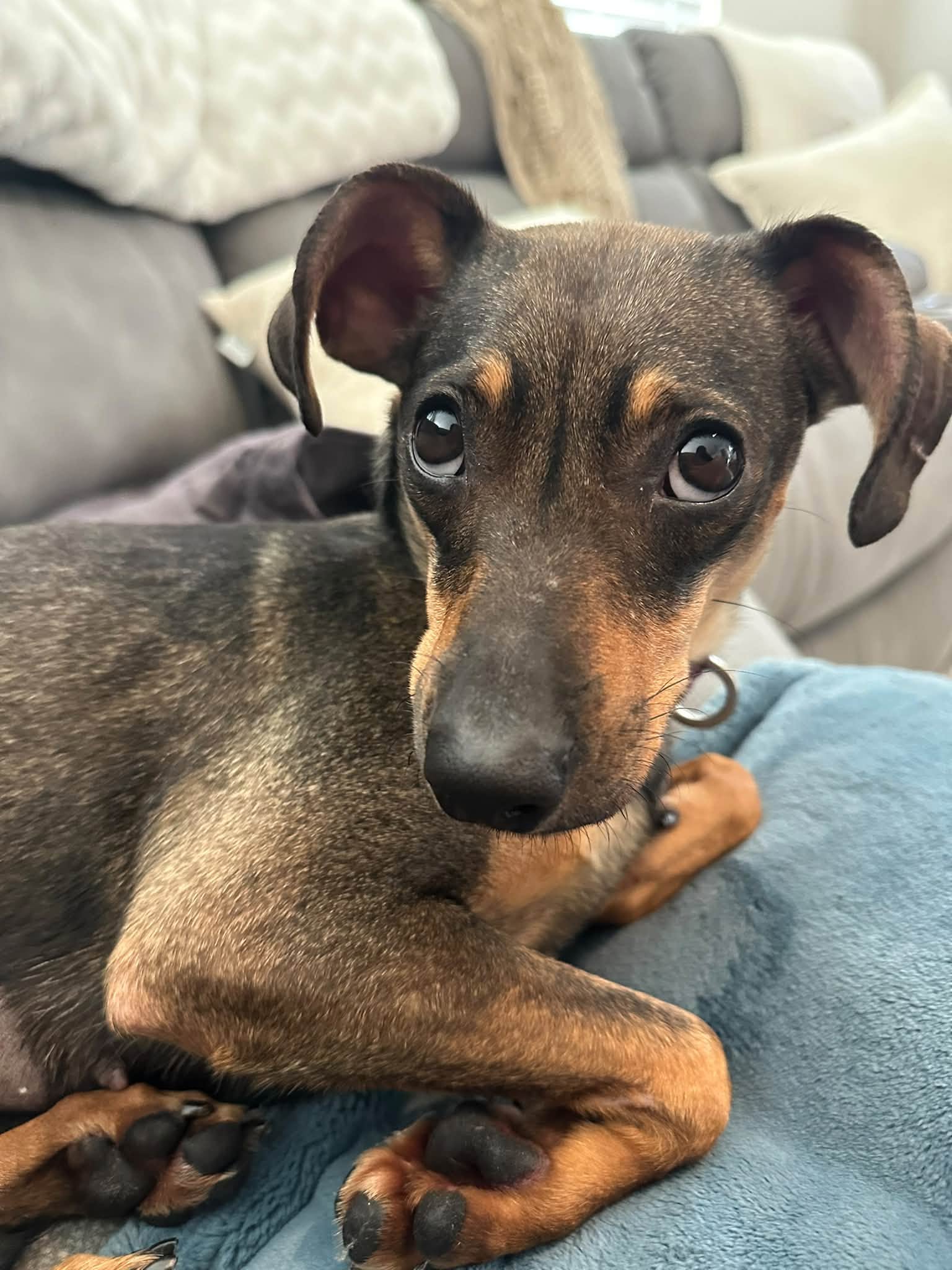 Mei, Dachshund