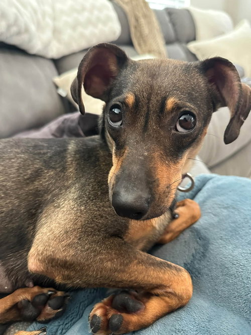 Mei, a dog for adoption from Lucky Pup Rescue SC